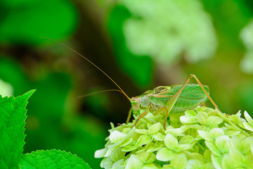Large green grasshopper (Tettigonia viridissima) on a flower against a background of greenery. Concept: flora and fauna, summer time, natural background.