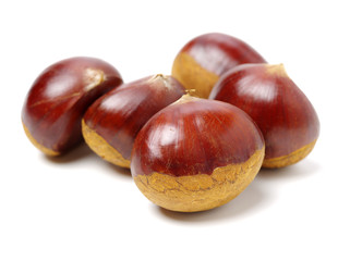 Chestnut on a white background.