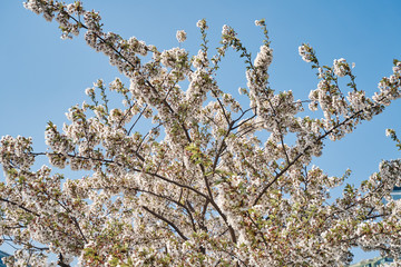 Sakura cherry tree blossoms white flowers
