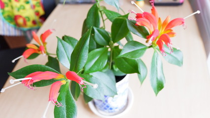 bouquet of flowers
