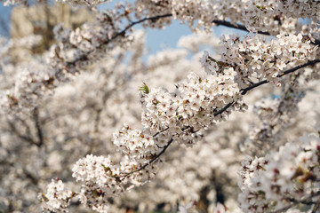 Sakura cherry tree blossoms white flowers