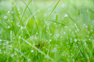 Dewy grass in the early morning