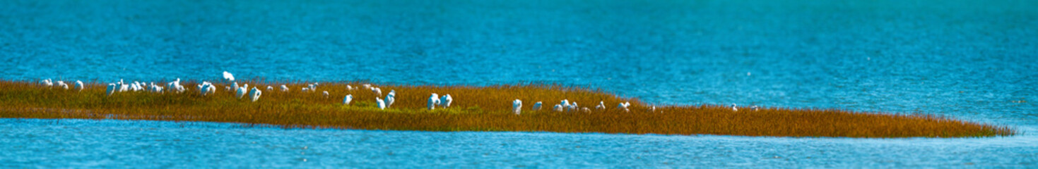 colonie aigrette garsette "egretta garzetta"