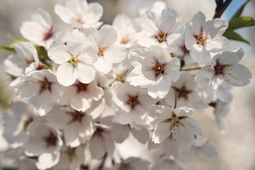 Naklejka na ściany i meble Sakura cherry tree blossoms white flowers