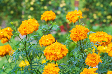 Bunch of marigold orange flowers in the garden