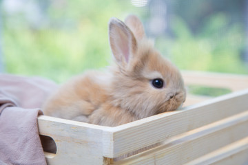 Obraz premium Brown cute baby rabbit on wood table. Adorable young bunny in lovely action. Famous small pet.