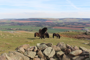 Wild ponies chilling at the top of the hill