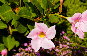 Fototapeta premium Mandevilla or dipladenia sanderi - Cultivar Dipladenia with pale pink flowers and yellowish throat