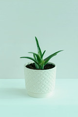 Aloe flower in a pot. Succulents Toning in color neo mint.