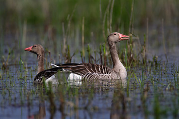 greylag goose in Kopački rit Nature Park