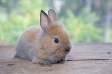 Brown cute baby rabbit on wood table. Adorable young bunny in lovely action. Famous small pet.