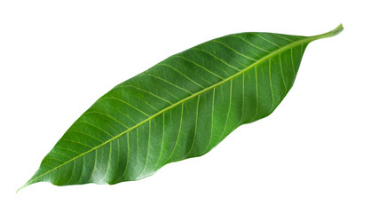Mango leaf isolated on white background with clipping path.