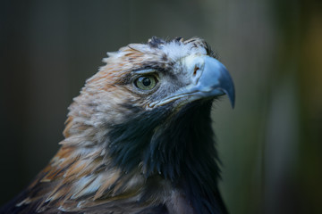 Portrait of the golden eagle (Latin: Aquila chrysaetos), one of the best-known birds of prey in the Northern Hemisphere. Majestic head of the beautiful hunter. Estonia, North Europe