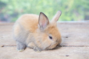 Brown cute baby rabbit on wood table. Adorable young bunny in lovely action. Famous small pet.