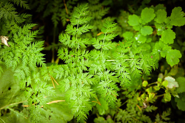green fern background