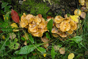  honey mushrooms on a tree