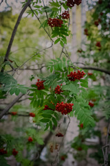 red berries of viburnum on a branch