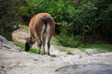 llama eating grass