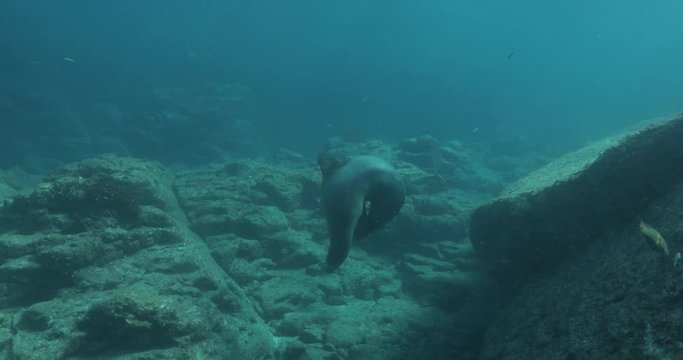 Californian sea lion (Zalophus californianus) swimming and playing in the reefs of los islotes in Espiritu Santo island at La paz,The world's aquarium. Baja California Sur,Mexico.