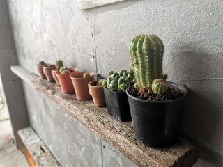 Cactus is decorated in a row of walls.