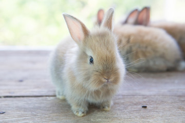 Brown cute baby rabbit on wood table. Adorable young bunny in lovely action. Famous small pet.