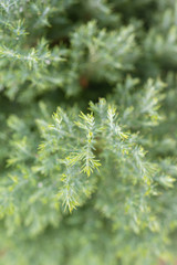 Christmas background, Pine tree background, closeup