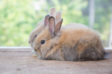 Brown cute baby rabbit on wood table. Adorable young bunny in lovely action. Famous small pet.