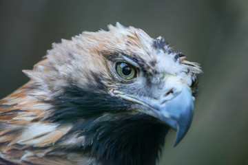 Portrait of the golden eagle (Latin: Aquila chrysaetos), one of the best-known birds of prey in the Northern Hemisphere. Majestic head of the beautiful hunter. Estonia, North Europe