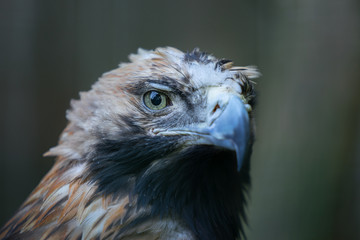 Portrait of the golden eagle (Latin: Aquila chrysaetos), one of the best-known birds of prey in the Northern Hemisphere. Majestic head of the beautiful hunter. Estonia, North Europe