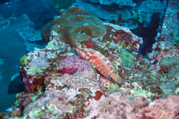 Naklejka na ściany i meble Coral Grouper