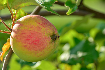 Apple on a branch, ready to harvest. Concept: autumn time, harvesting. no genetically modified foods.