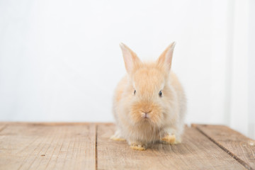 Obraz premium Brown cute baby rabbit on wood table. Adorable young bunny in lovely action. Famous small pet.