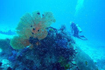 scuba driving