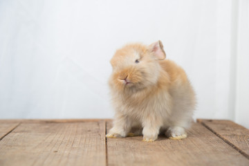 Fototapeta premium Brown cute baby rabbit on wood table. Adorable young bunny in lovely action. Famous small pet.