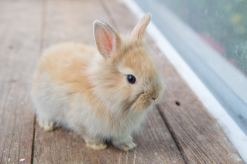 Brown cute baby rabbit on wood table. Adorable young bunny in lovely action. Famous small pet.