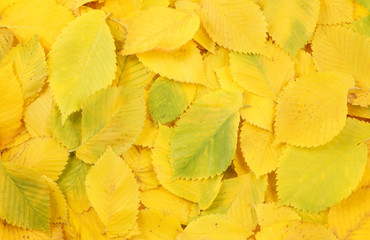 Yellow autumn elm leaves background