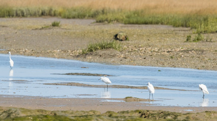 aigrette garsette "egretta garzetta"