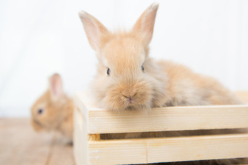 Brown cute baby rabbit on wood table. Adorable young bunny in lovely action. Famous small pet.