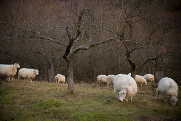 Sheep in old orchard, White carpathians, Slovakia