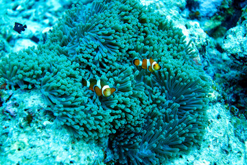 false clown anemonefish