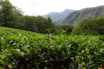 Fototapeta na wymiar tea plantations in the mountains. Tea bushes. Tea plantations with mountain views.