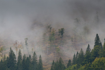 Massive disastrous clearcut (logging) in Low Tatras, Slovakia