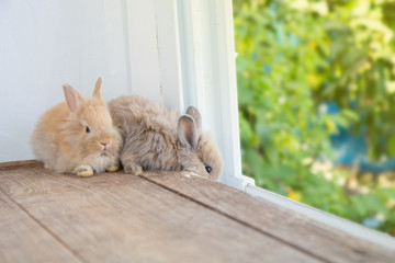 Brown cute baby rabbit on wood table. Adorable young bunny in lovely action. Famous small pet.