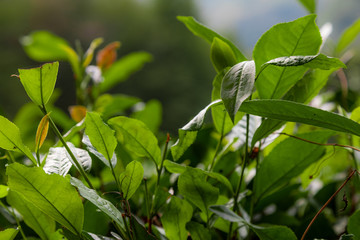 Fototapeta premium Fresh tea leaves, tea bushes. Close up