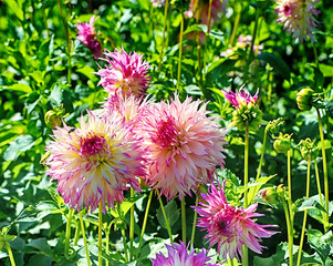 Close up of beautiful dahlia flowers in a summer intensive cultivation farm in Bavaria