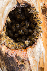 Wild bees in beehive in a tree