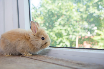 Brown cute baby rabbit on wood table. Adorable young bunny in lovely action. Famous small pet.