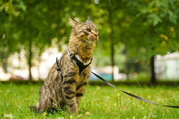 Beautiful grey maine coon cat in leash and harness walking in the city park on the green grass