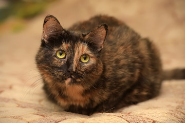 l tortoiseshell cat with a sad look