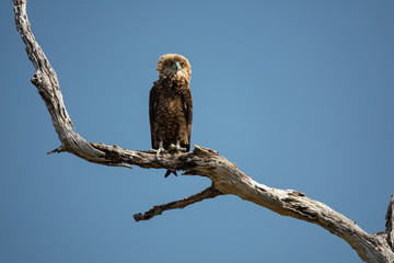 Bateleur eagle on top of dry tree branch, Terathopius ecaudatus,